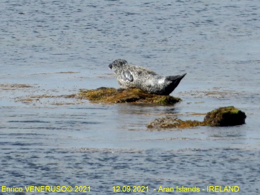 20 - Foca - Seal.jpg